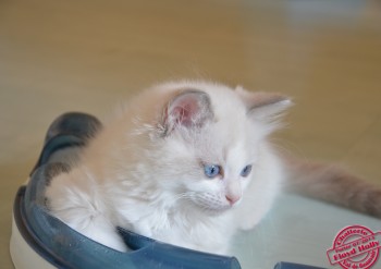 chaton ragdoll femelle blue bicolour - 8 semaines - Chatterie Ragdolls du Val de Beauvoir